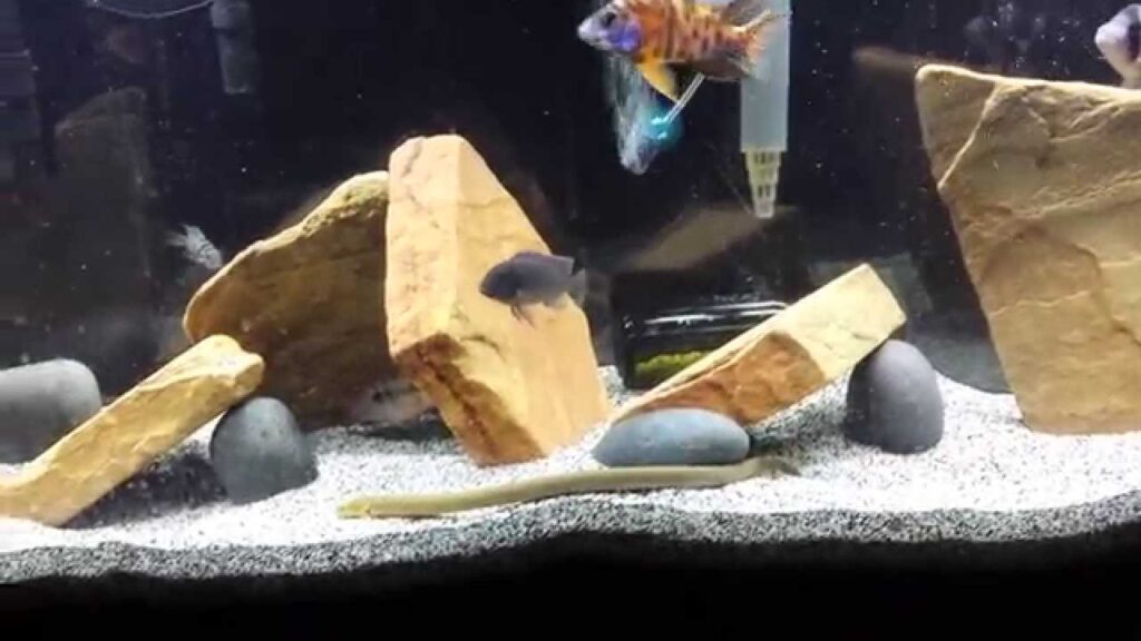 Rope Fish With Cichlids Aquariumia
