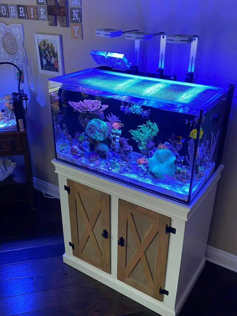 The Ultimate JBJ 65 Gallon Tank Review: Performance, Pros, and Cons