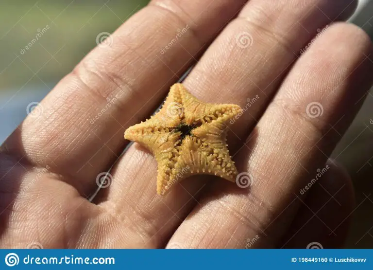 Small Starfish