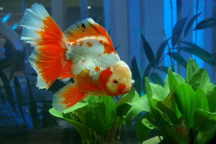 https://aquariumia.com/how-much-water-do-goldfish-need/