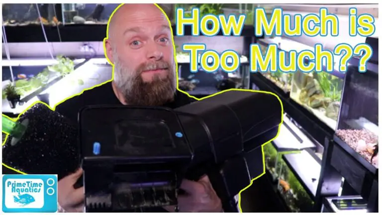 Can You Have Too Much Filtration in an Aquarium