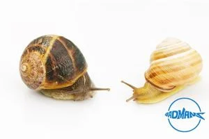 https://aquariumia.com/nerite-snail-vs-mystery-snail/