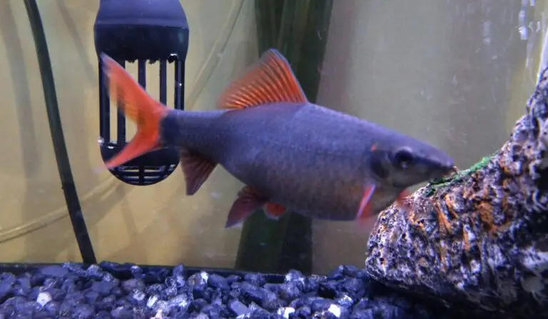 14 Things You Need to Know About Pregnant Rainbow Sharks