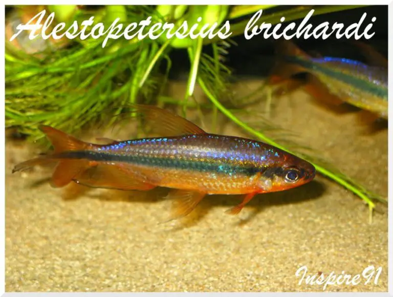 Red Congo Tetra