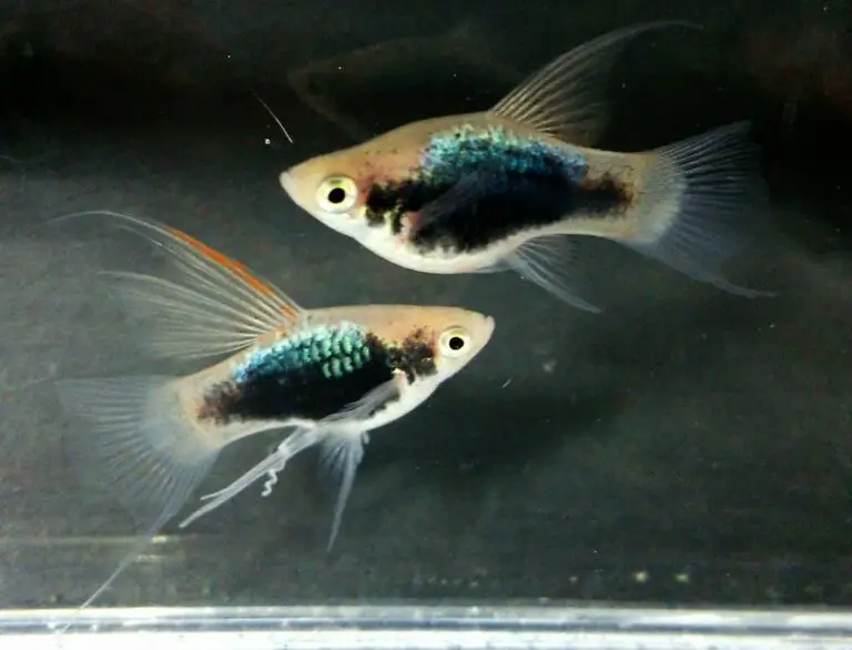 What is Lyretail Platy Really All About?