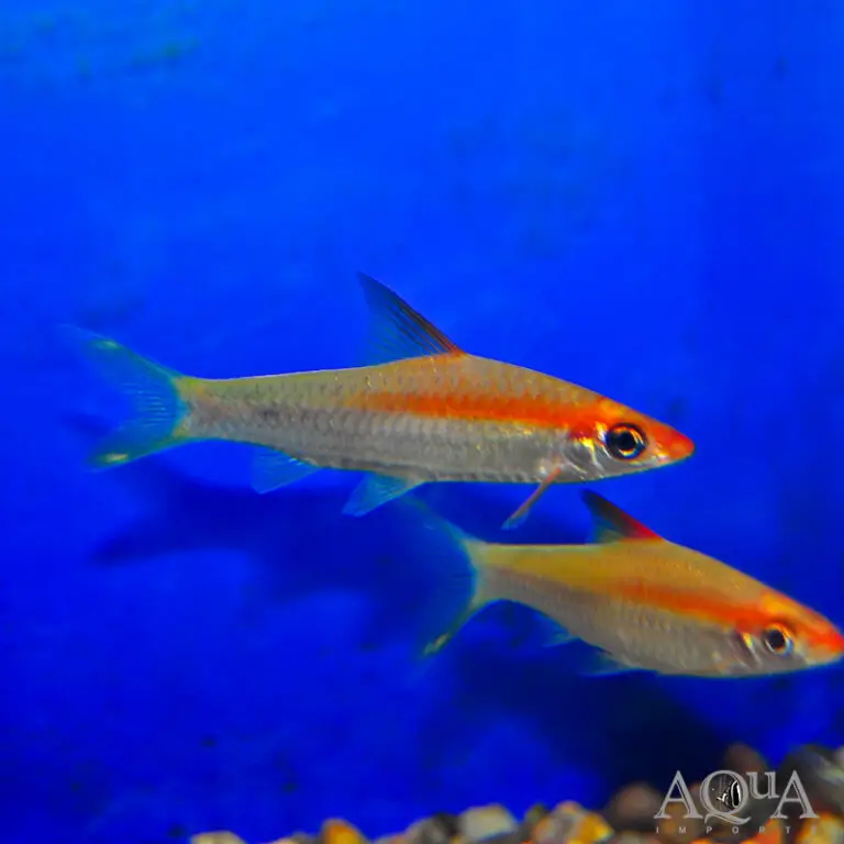 Golden Roseline Shark