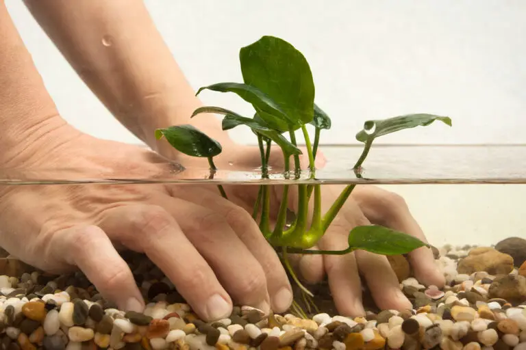 can-java-fern-be-planted-in-gravel-aquariumia