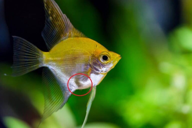 13 Things To Know of Pregnant Angelfish!