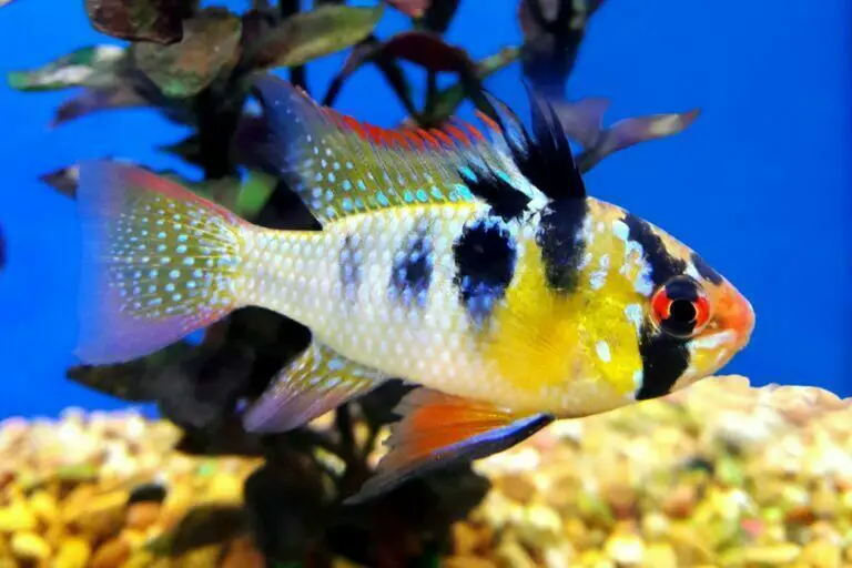 Rainbow Ram Fish