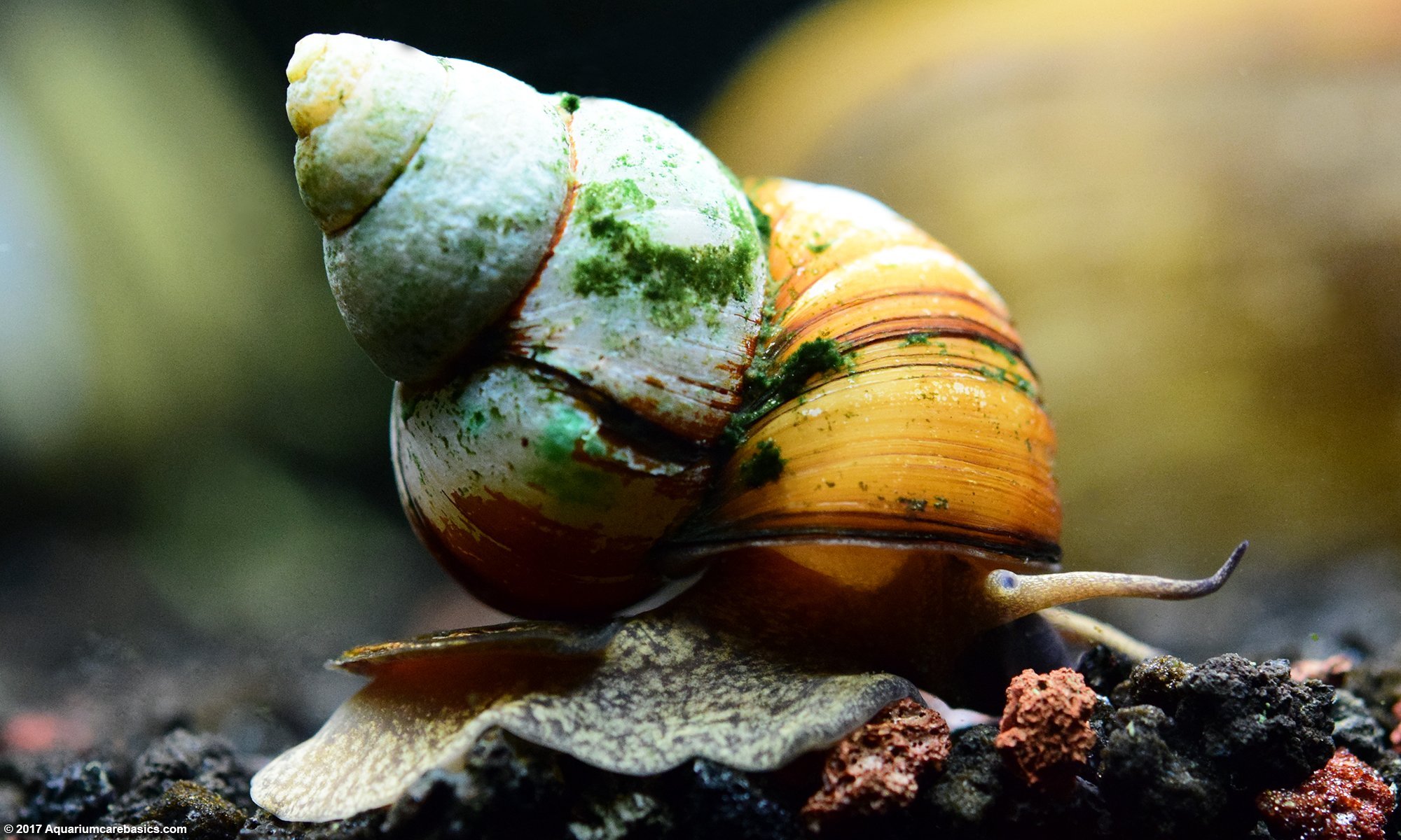 cold water snails for goldfish aquarium