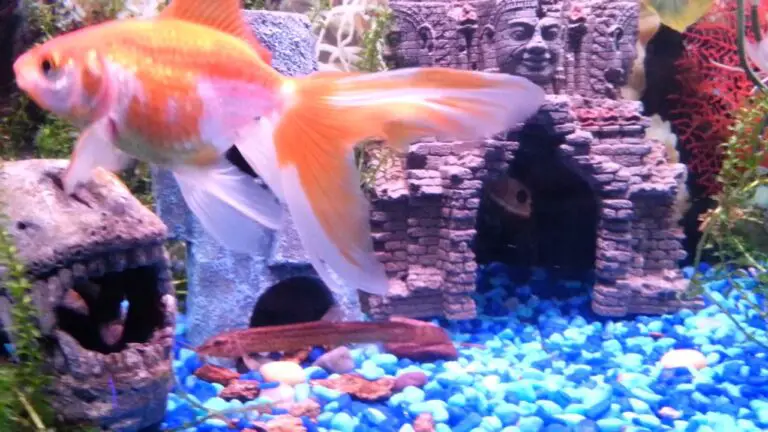 Dojo Loach With Goldfish