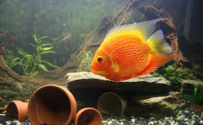 https://aquariumia.com/clay-pot-for-fish-tank/