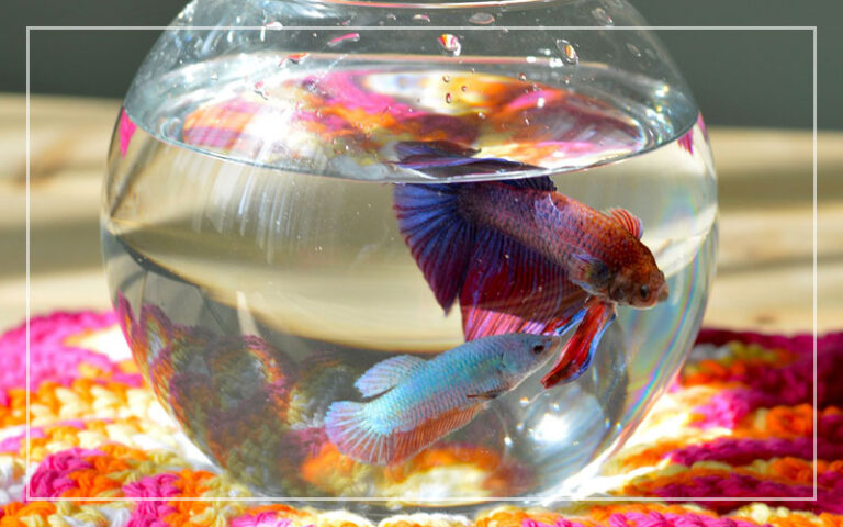 The Hands-Down Best Info About 1 Gallon Betta Fish Tank