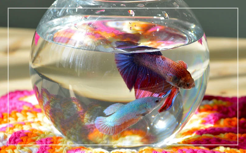 https://aquariumia.com/1-gallon-betta-fish-tank/