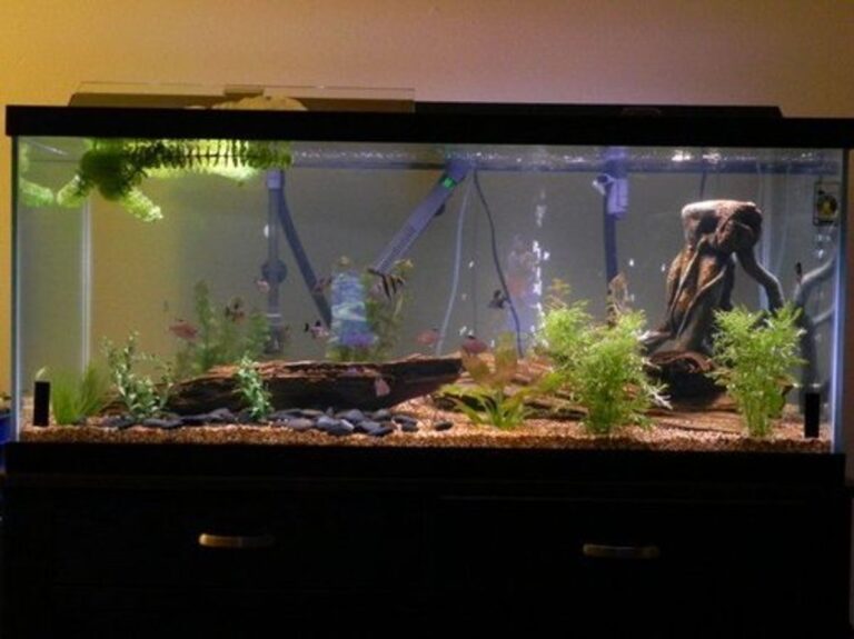 What Does Cycling Your Fish Tank Mean