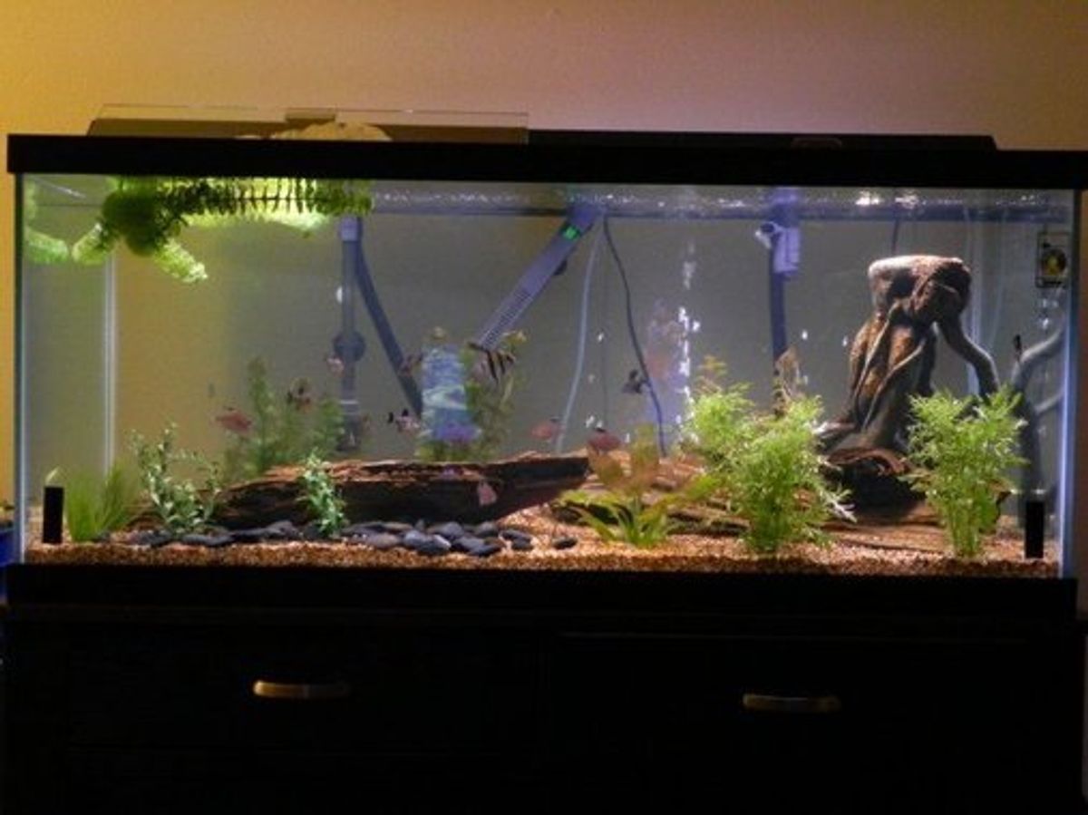 13 Importance of Fish Tank Cycling: What Does Cycling a Fish Tank Mean ...