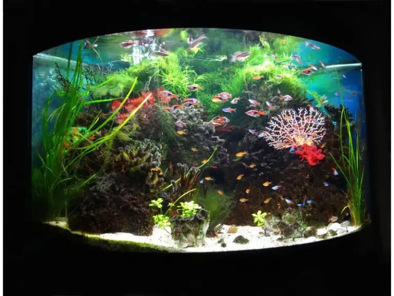60 gallon bow front aquarium
