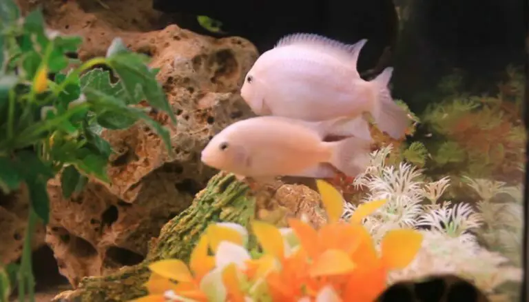 Albino Convict Cichlid