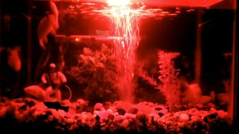 Is Red Light Good for Aquarium Plants