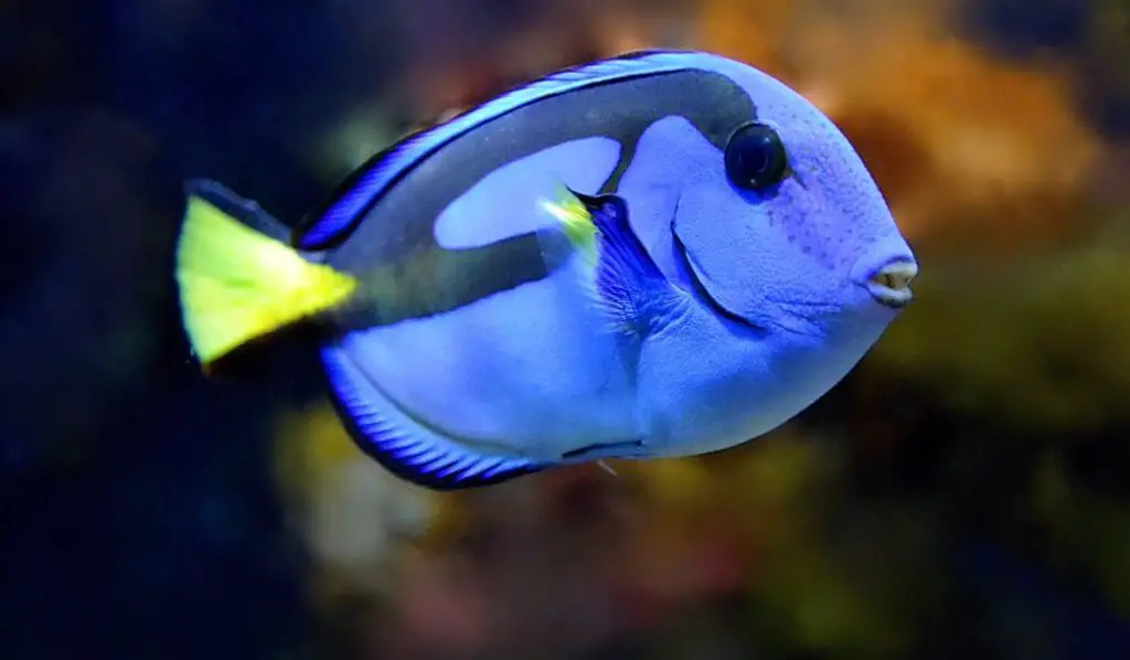 Unveiling the Stunning Powder Blue Tang A Fish Like No Other! Aquariumia