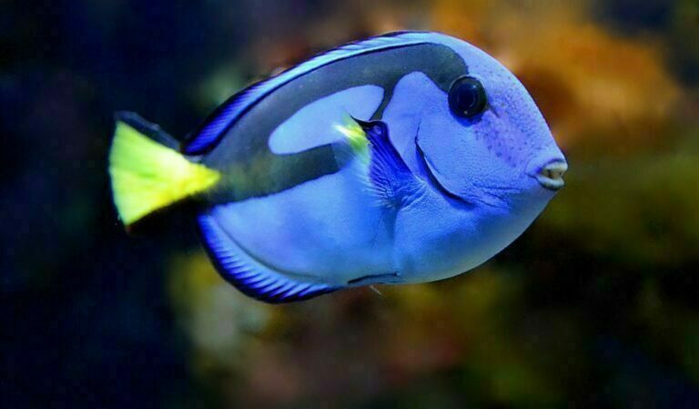 Powder Blue Tang