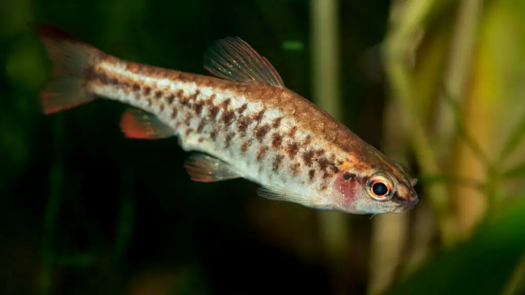 Cherry Barb A Beginner's Guide to Care and Maintenance Aquariumia