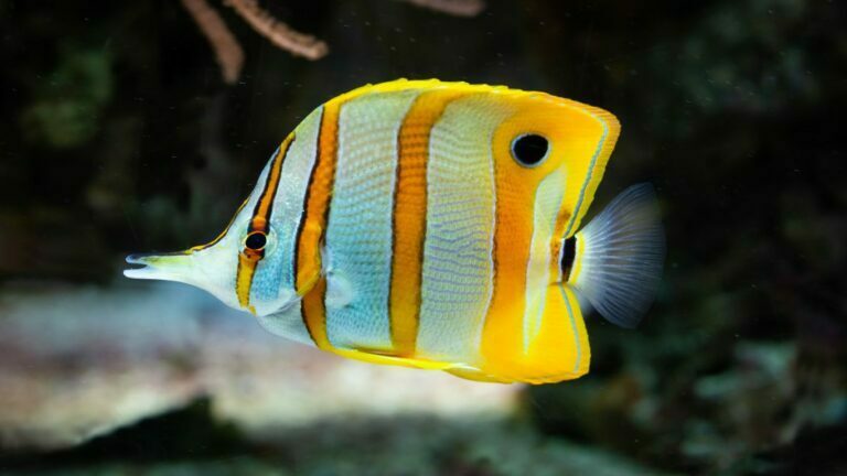 Copperband Butterflyfish