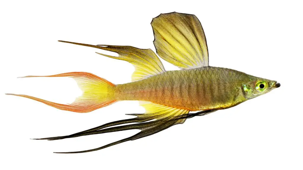 Why Threadfin Rainbowfish is Right for You? Aquariumia