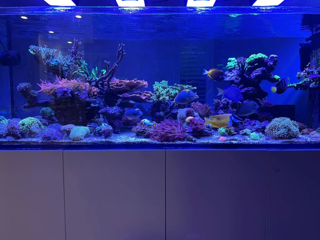 Waterbox Aquariums Review - Aquariumia