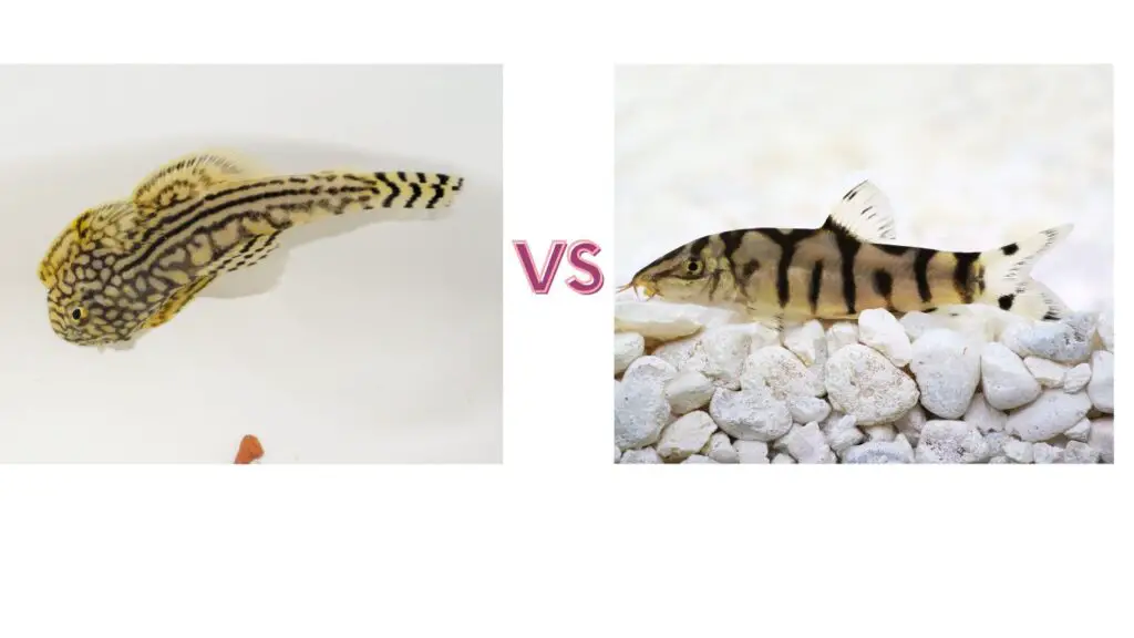 Borneo Loach vs Hillstream Loach - Aquariumia