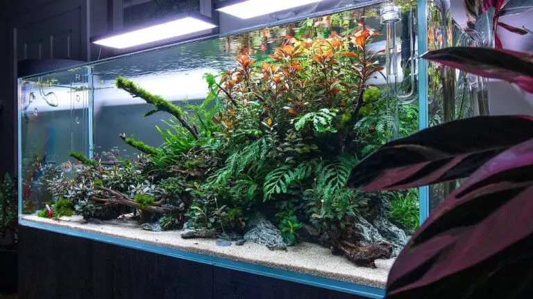10 Fascinating Reasons People Like 125 Gallon Planted Aquarium