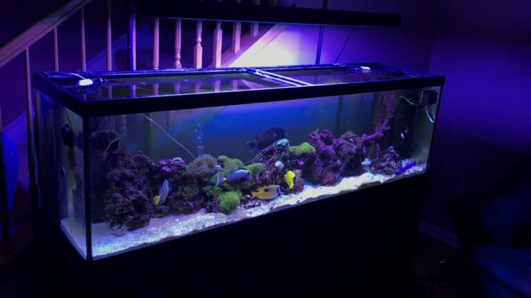 9 Guides to Setup and Maintain a Stunning Fish Tank: 125 Gallon Saltwater Fish Tank