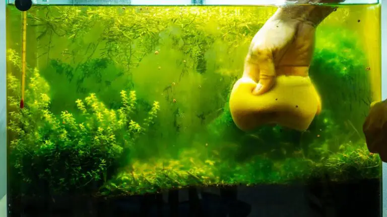 Unvelling 12 Solutions: What Causes Algae in a Fish Tank?