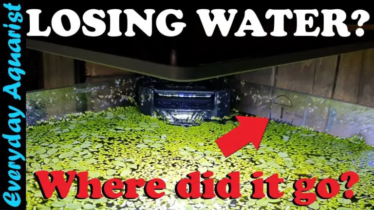 Solving the Mystery: Why Does My Fish Tank Keep Losing Water?