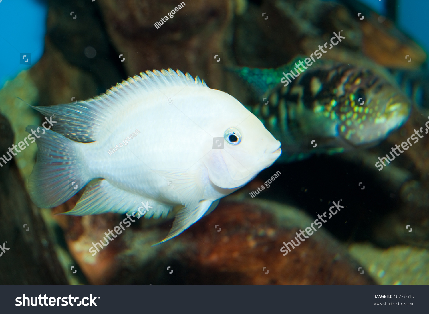 white convict cichlid