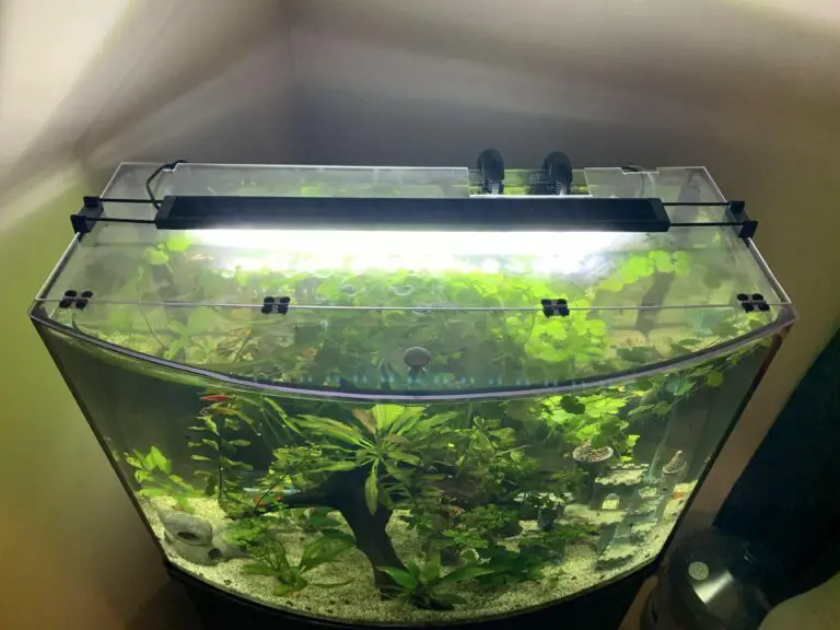 glass top for 36 gallon bow front aquarium