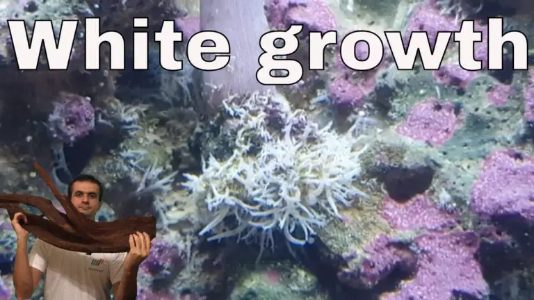 7 Facts: What Eats Sponges in a Reef Tank?