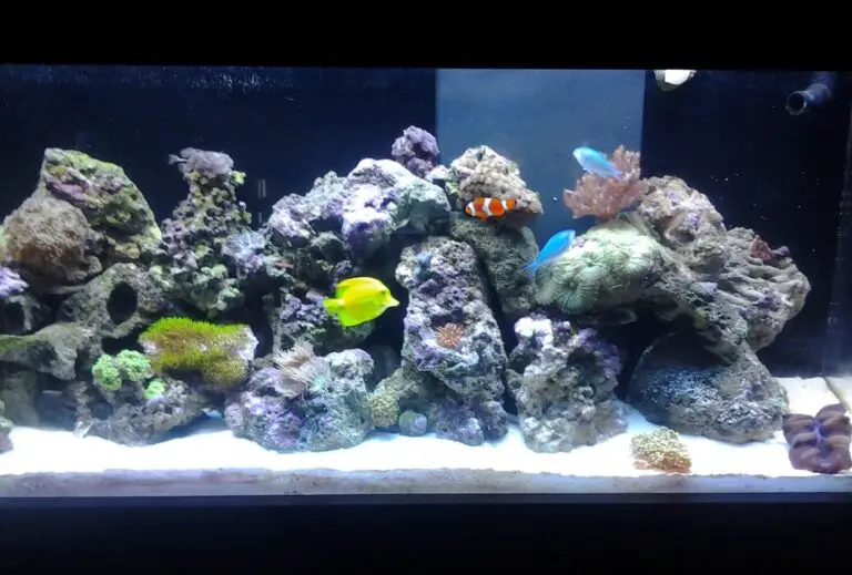 Setting up a 55 gallon fish tank