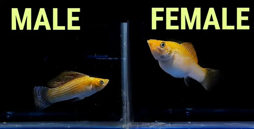 Lyretail Molly Male vs Female