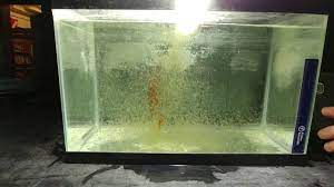 Water Fleas in Shrimp Tank
