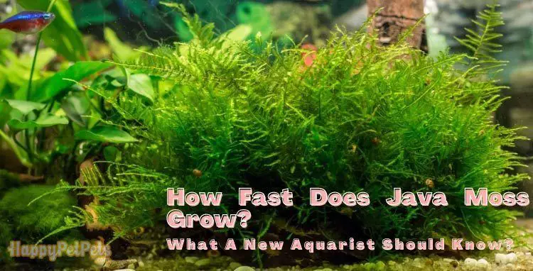 https://aquariumia.com/page/69/