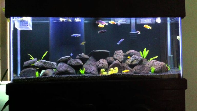 How Many Mbuna Cichlids in a 55 Gallon Tank?