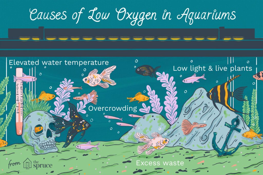 How Do I Know If My Tank Has Too Much Oxygen? - Aquariumia