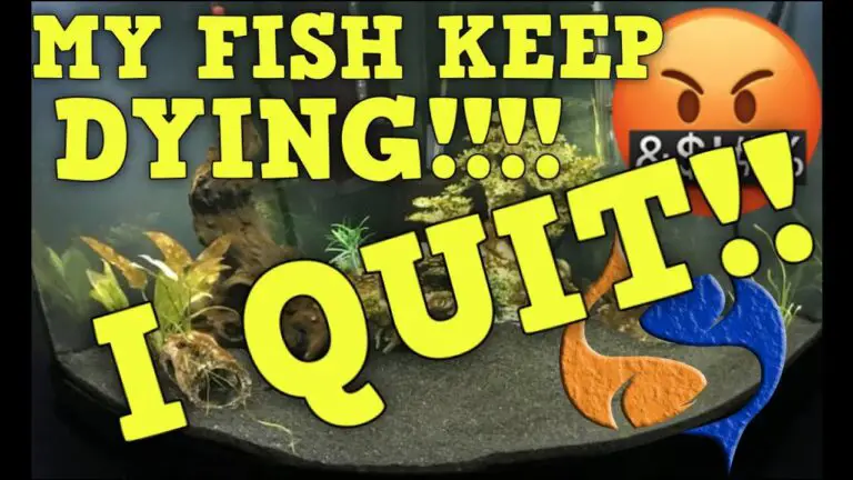 Why Do My Fish Keep Dying?