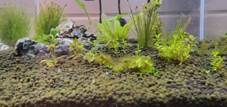 How to Clean Fluval Stratum?
