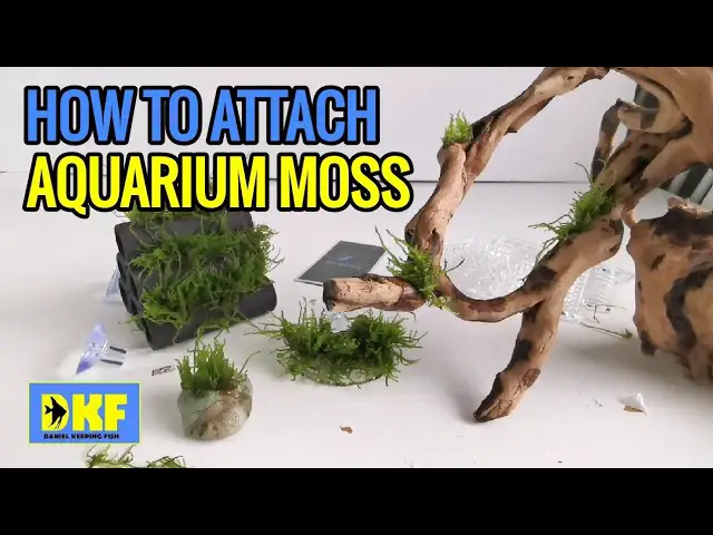https://aquariumia.com/how-to-attach-moss-to-rock/