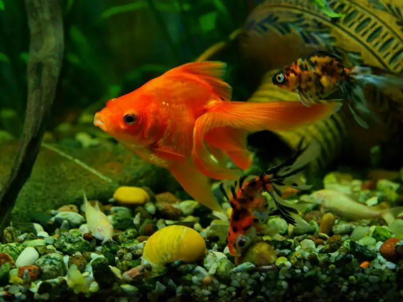What Snails Can Live With Goldfish