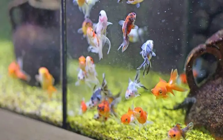 How to Know If Your Tank is Ready for Fish?