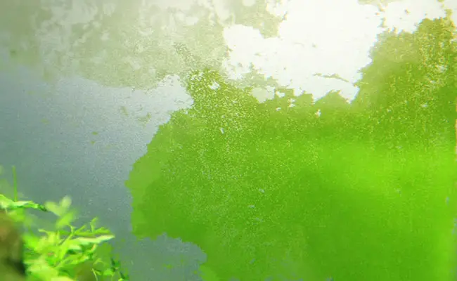 https://aquariumia.com/what-causes-green-algae-on-aquarium-glass/