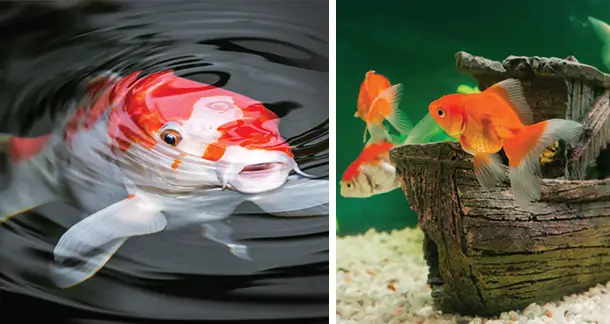 https://aquariumia.com/page/69/
